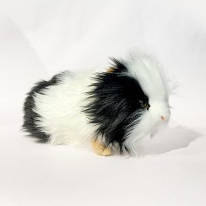 Hansa Black and white guinea pig