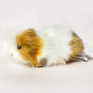 Hansa brown and white guinea pig