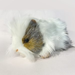 Hansa grey and white guinea pig