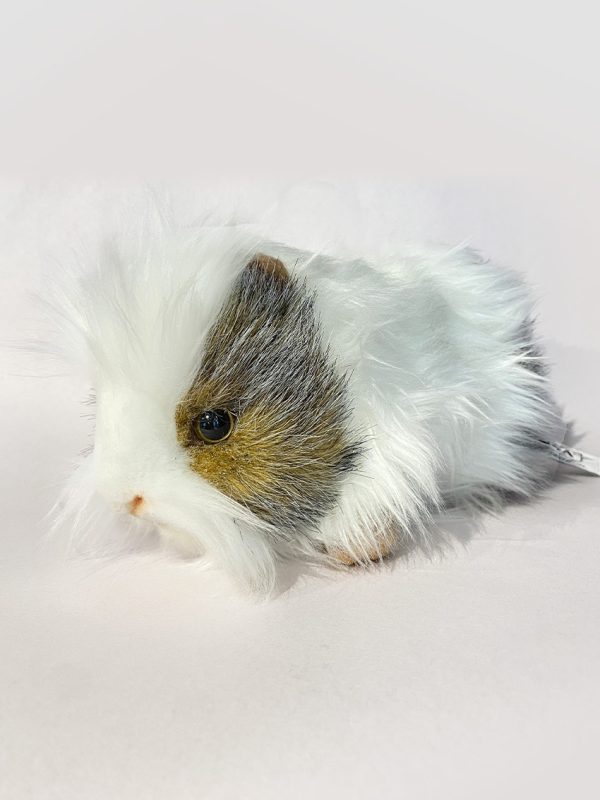 Hansa grey and white guinea pig